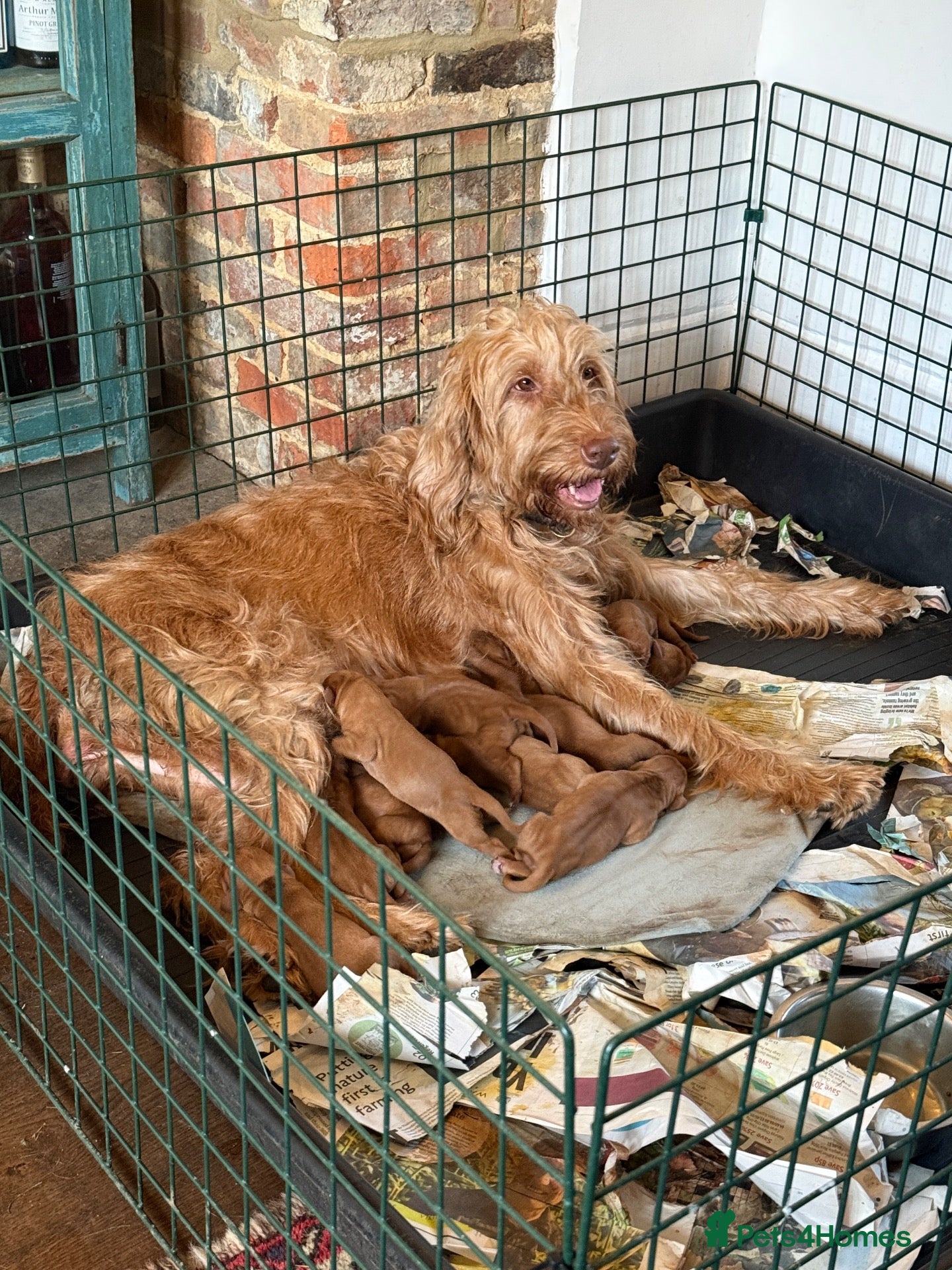 Hungarian Vizsla dogs Hungarian WIREHAIRED VIZSLA puppies KC reg'd  - Advert 2