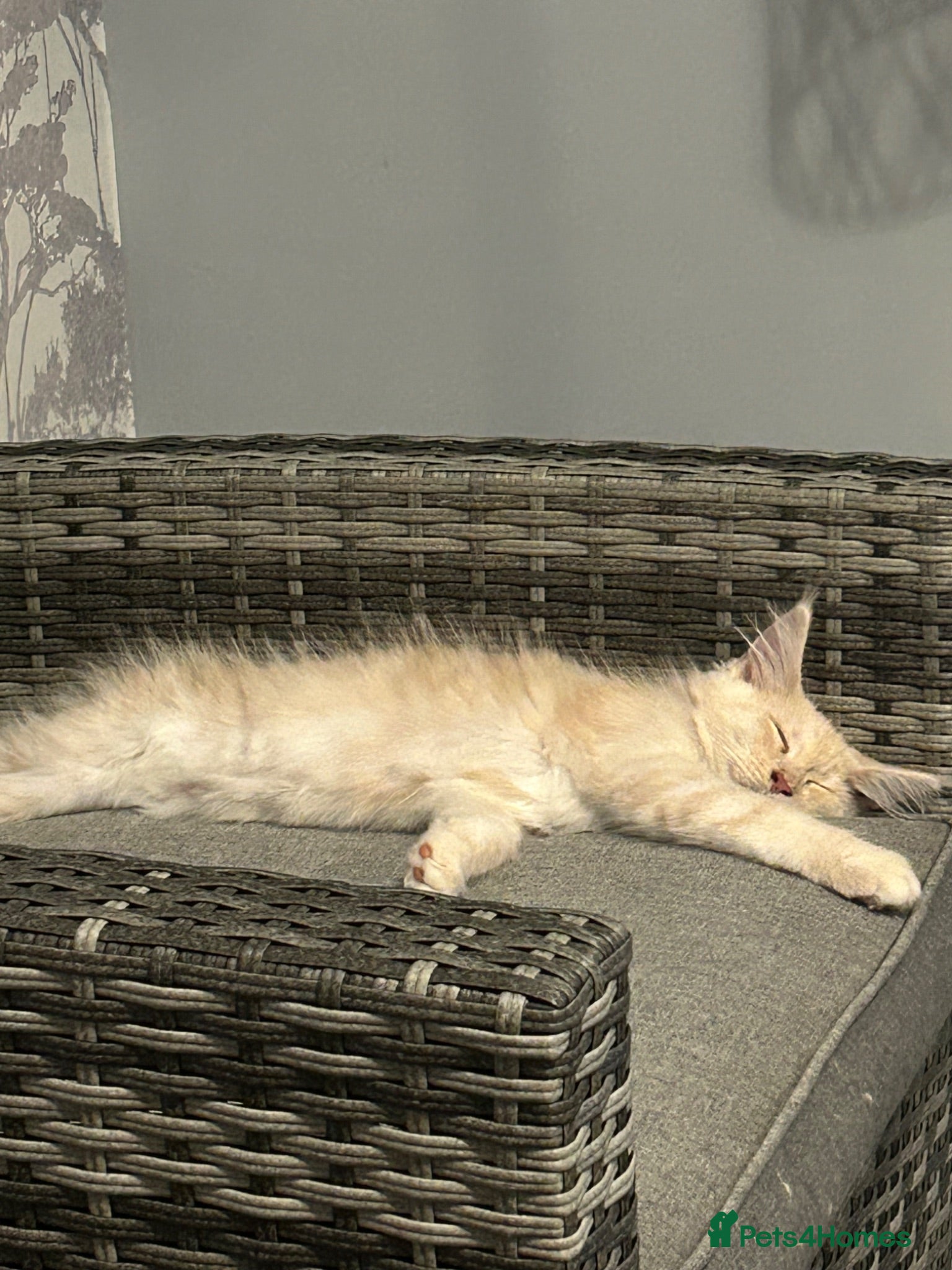 Maine Coon cats 1 CREAM BOY LEFT PRICE REDUCTION 😻l - Advert 17