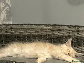 Maine Coon cats 1 CREAM BOY LEFT PRICE REDUCTION 😻l - Advert 17