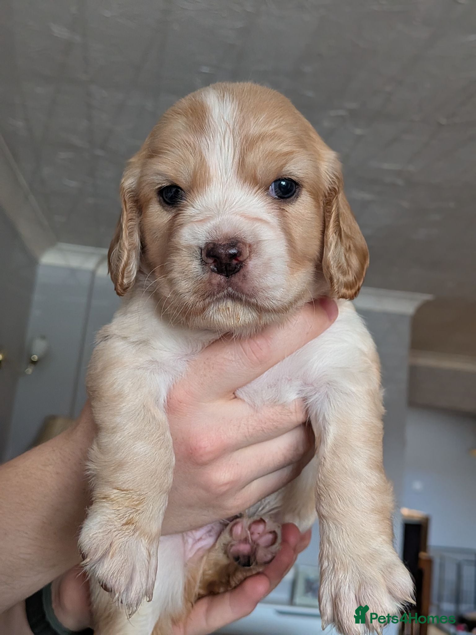 Cocker Spaniel dogs Golden working cocker spaniels  - Advert 1