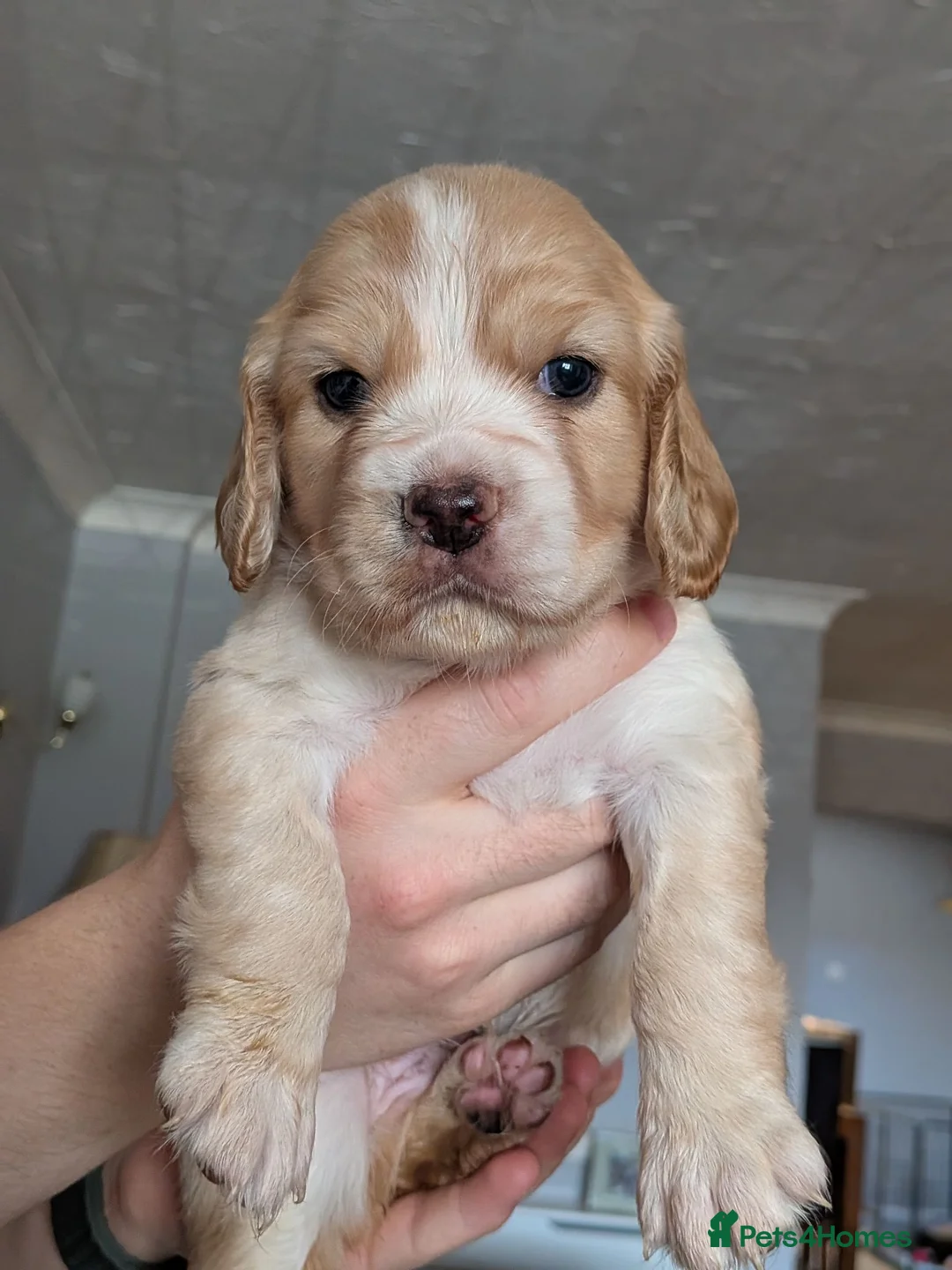 Cocker Spaniel dogs for sale: Golden working cocker spaniels  - Advert 1