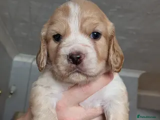 Cocker Spaniel dogs Golden working cocker spaniels - Advert 1