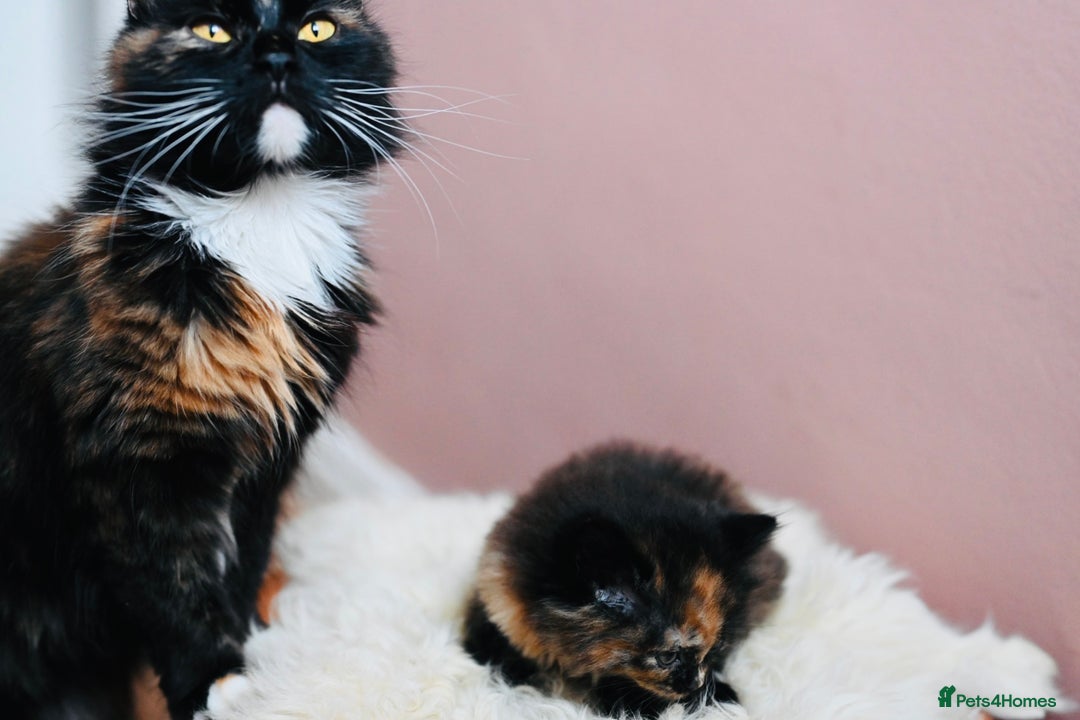 British Longhair cats for sale: 4 British Longhair x Persian Chinchilla Kittens  - Image 14