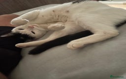 Mixed Breed cats for sale: Shy calico girl needs a loving home  - Advert 6