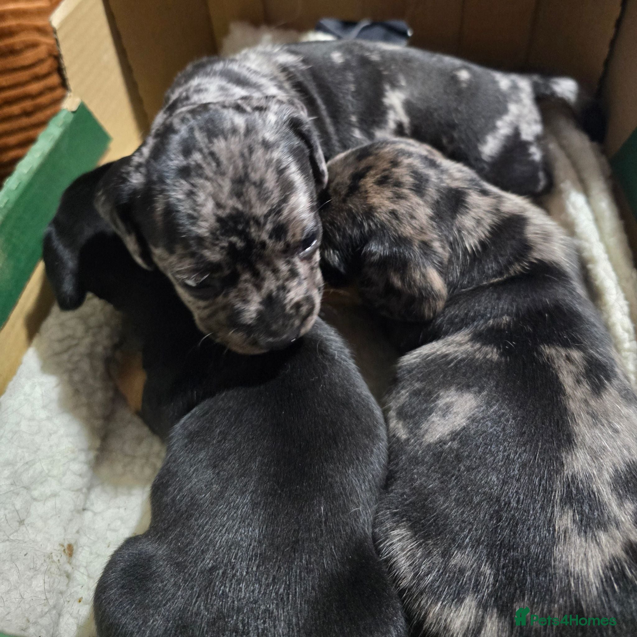 Mixed Breed dogs 🐾 Frenchie x Miniature dachshund 🐾  - Advert 15