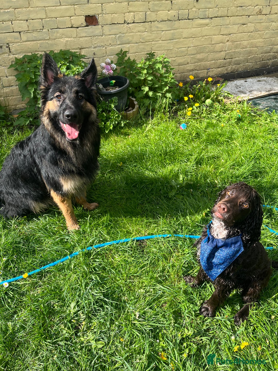 German Shepherd dogs for sale: 11 Beautiful German Shepherd Puppies 😍 - Image 22
