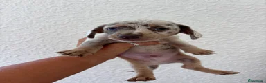 Chiweenie 1