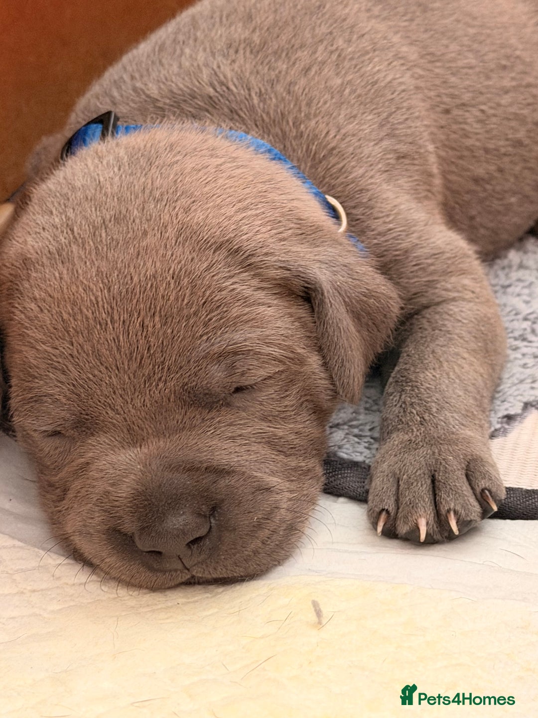 Staffordshire Bull Terrier dogs for sale: 💙Blue x Rare Fawn Staffordshire Bull Terrier Pups - Advert 18