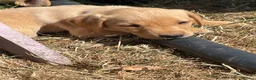 Labrador Retriever dogs for sale: Excellent KC Registered Labrador puppies in Welshpool - Advert 12