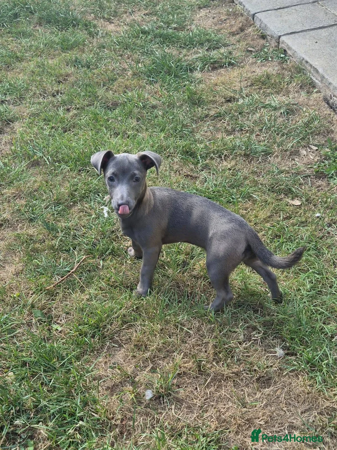 Jack Russell dogs for sale: Friendly Jack Russell pups looking for a new home - Advert 10