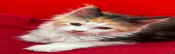 Maine Coon cats for sale: TICA Reg Maine Coon Kittens Red & Tortie Babies - Advert 7