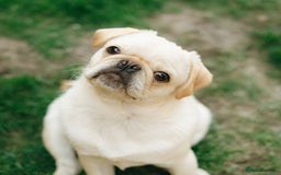 Pug dogs for sale: Pug nearly year old - Image 2