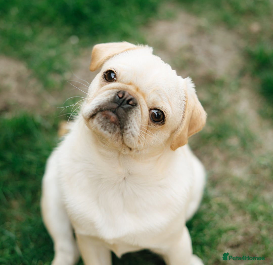 Pug dogs for sale: Pug nearly year old - Image 2
