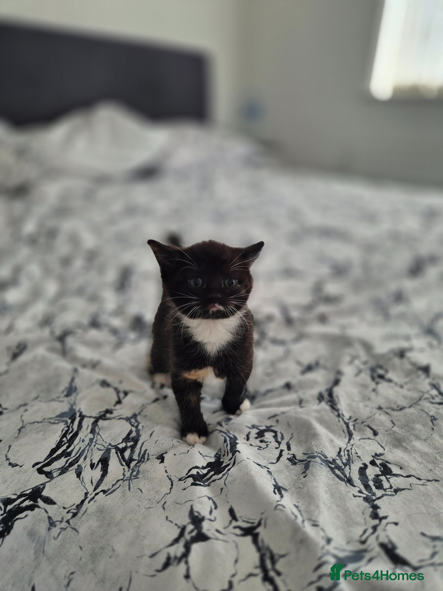 Mixed Breed cats 3 coloured girl looking for Loving Home - Advert 1