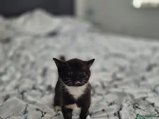 Mixed Breed cats 3 coloured girl looking for Loving Home - Advert 1