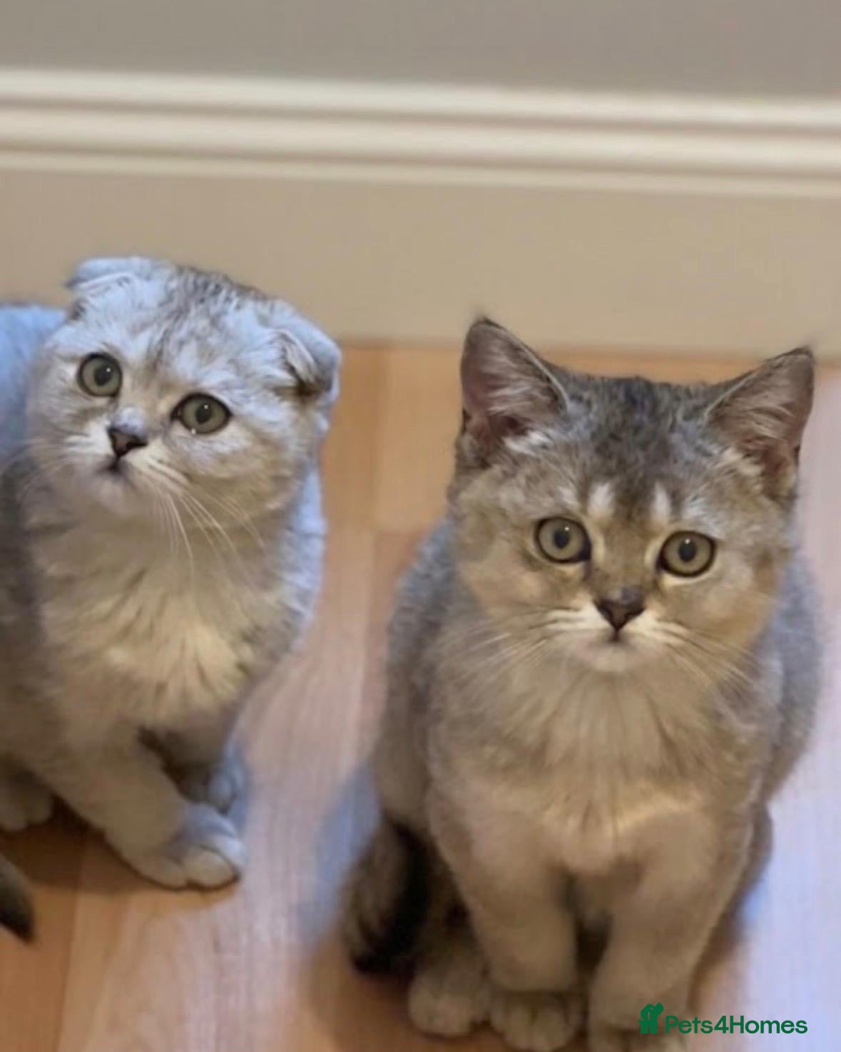 Scottish Fold cats Scottish Fold cuddlies - Advert 22
