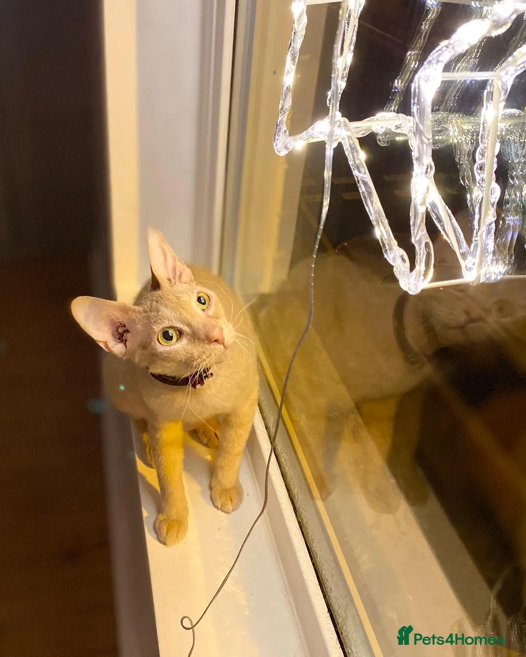 Mixed Breed cats for sale: Rehome Our Charming 5-Year-Old Sphynx in Seaham - Advert 2
