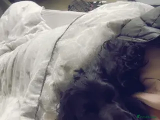 Cocker Spaniel dogs Black show cocker - Advert 2