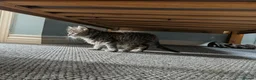 Mixed Breed cats for sale: 2 girls available  in Leicester - Advert 12
