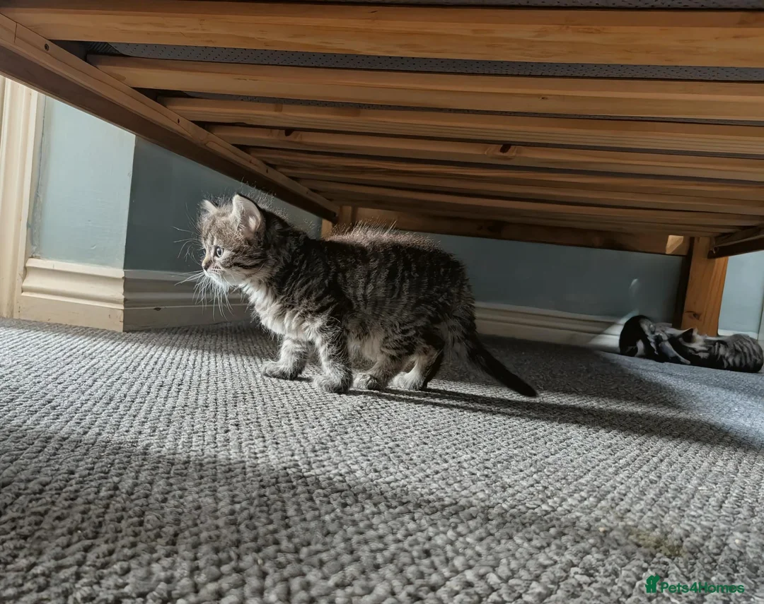 Mixed Breed cats for sale: 2 girls available  in Leicester - Advert 12