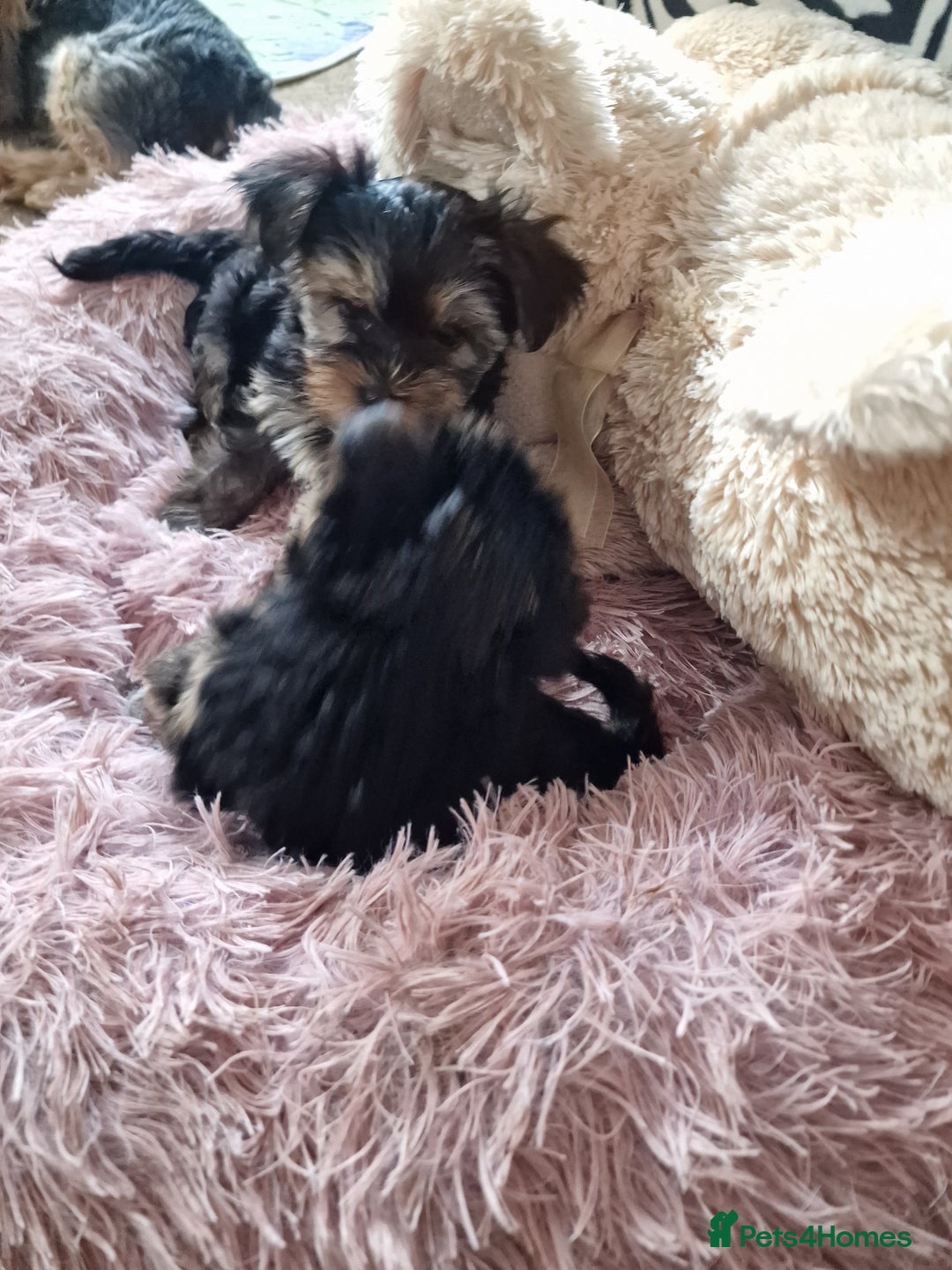 Yorkshire Terrier dogs for sale: Hello we got 2gorgeous puppies for sale - Advert 14