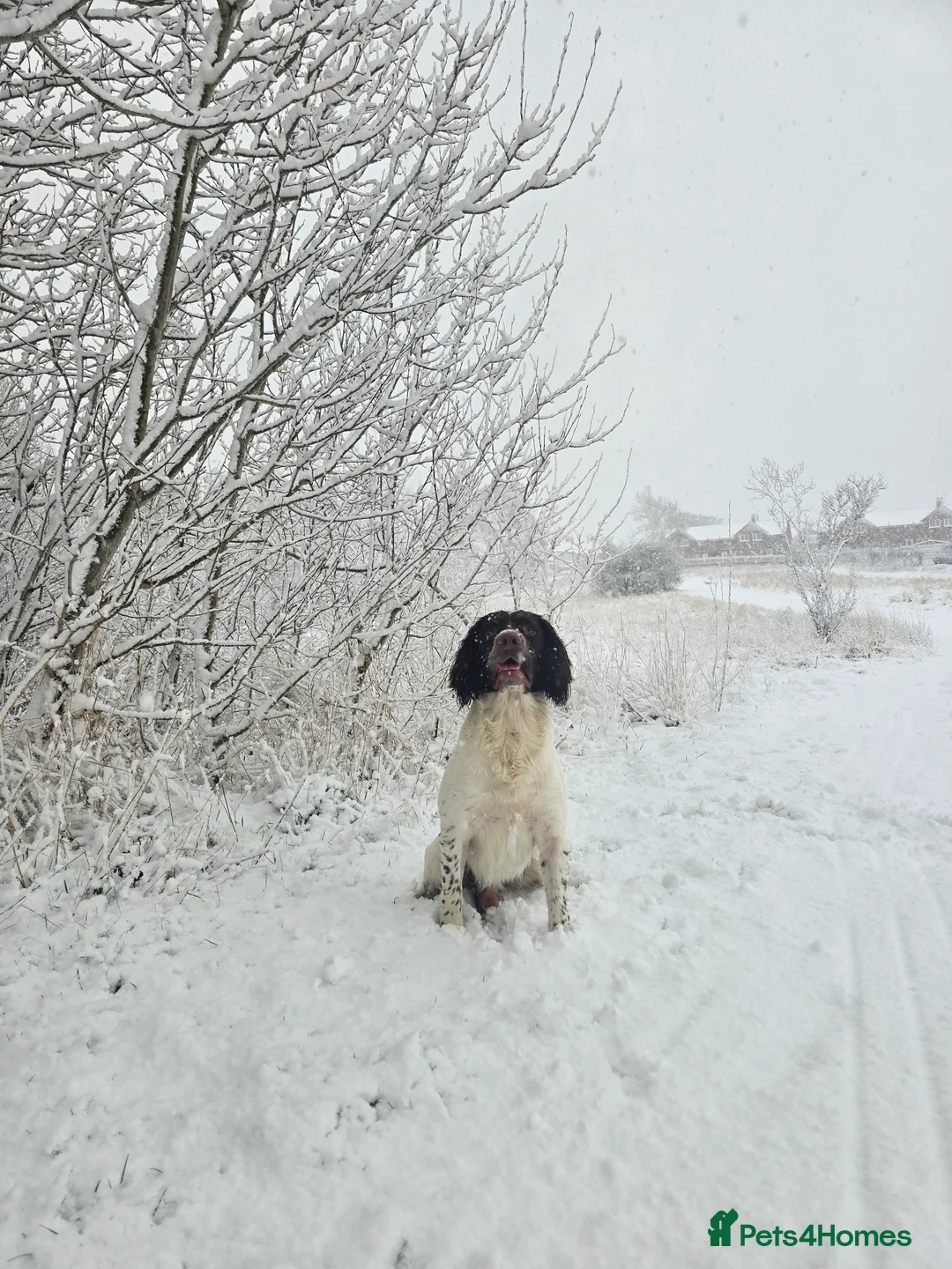 English Springer Spaniel dogs for stud: English Springer Spaniel at Stud  - Advert 8
