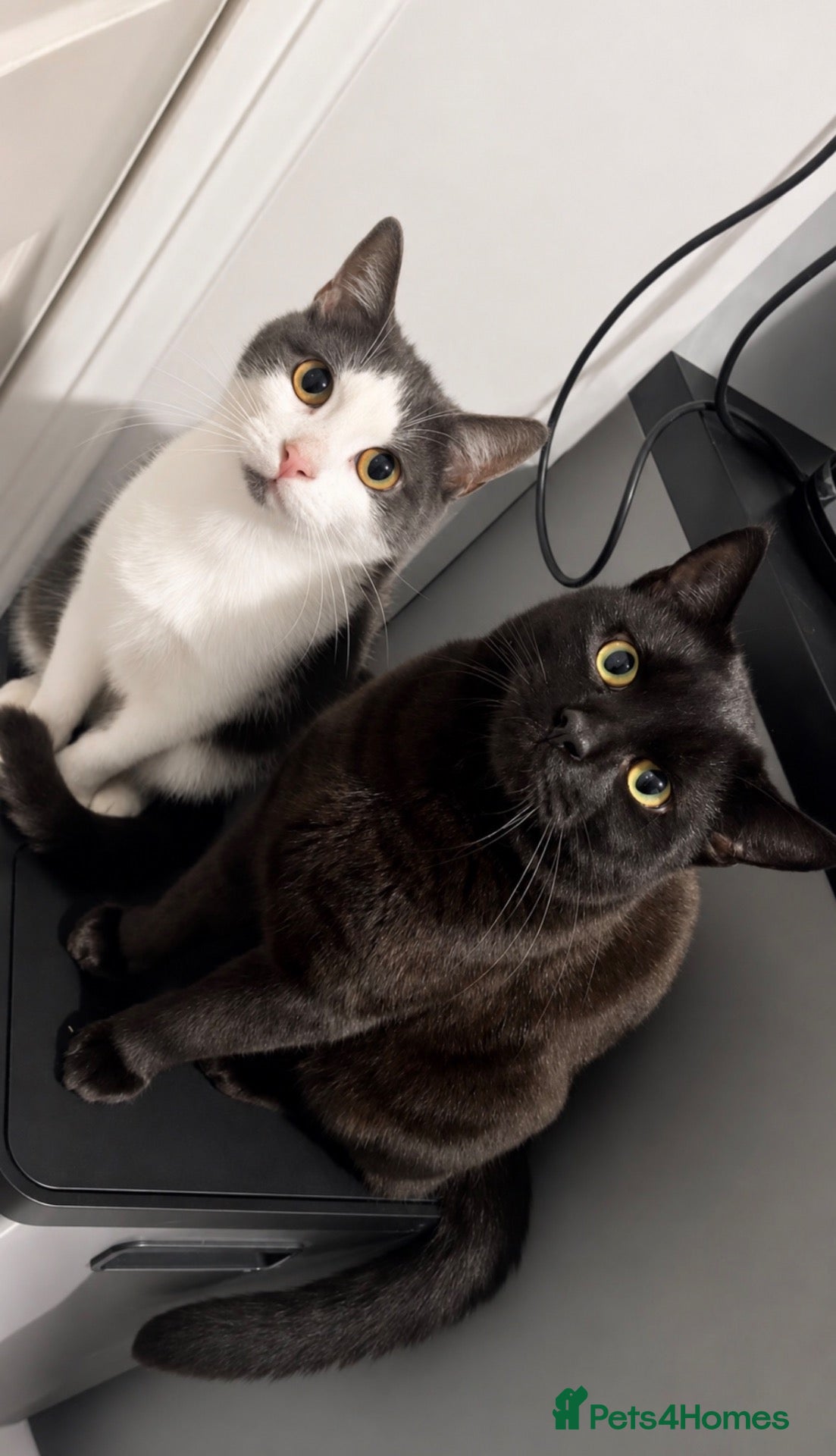 Mixed Breed cats 2 Lovely cats (free) - Advert 1