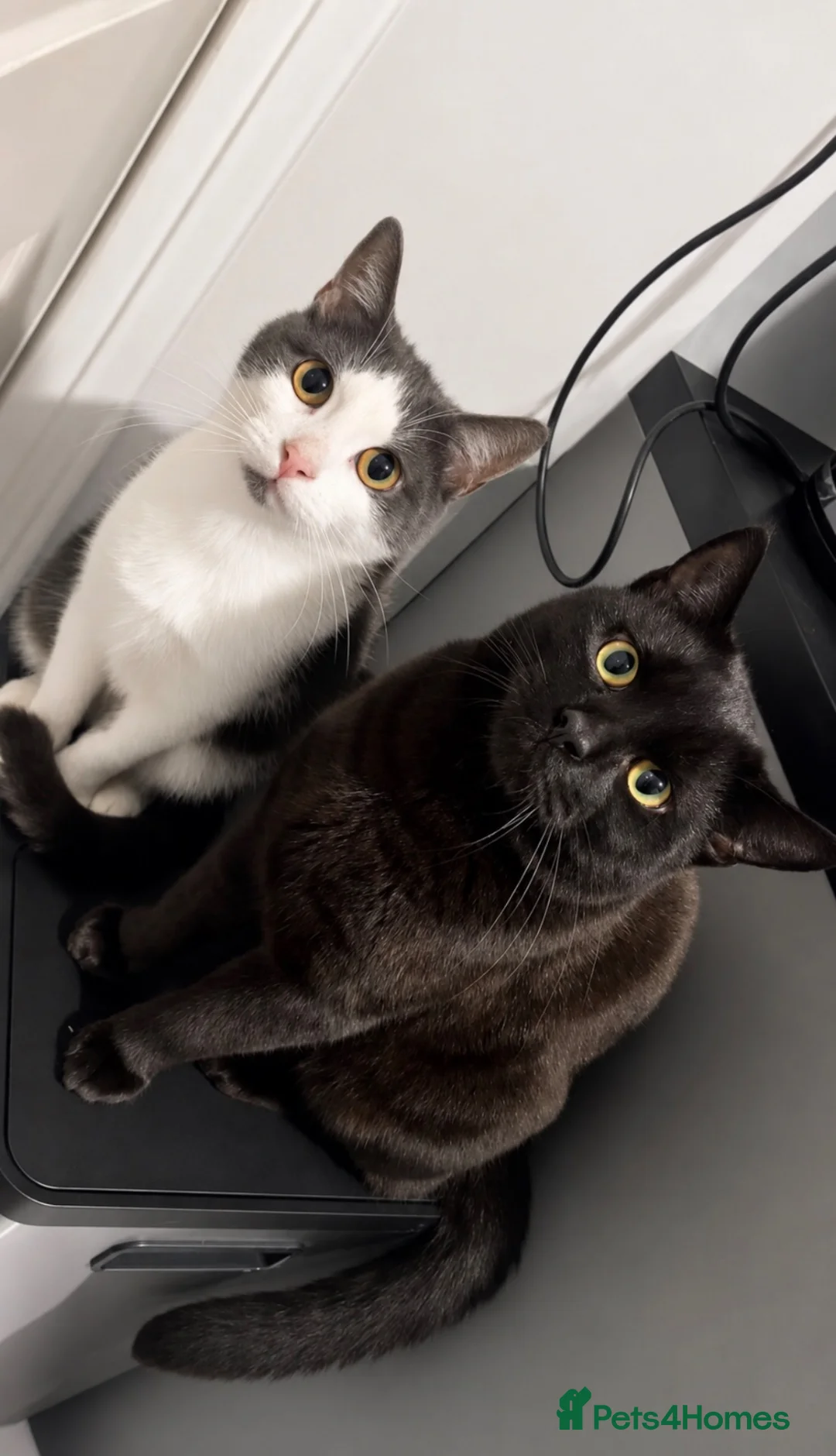 Mixed Breed cats for sale: 2 Lovely cats (free) - Advert 1