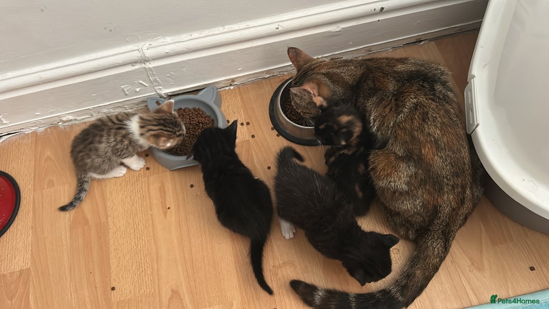 Mixed Breed cats for sale: Beautiful healthy kittens 1x Male and 2x female  - Image 9