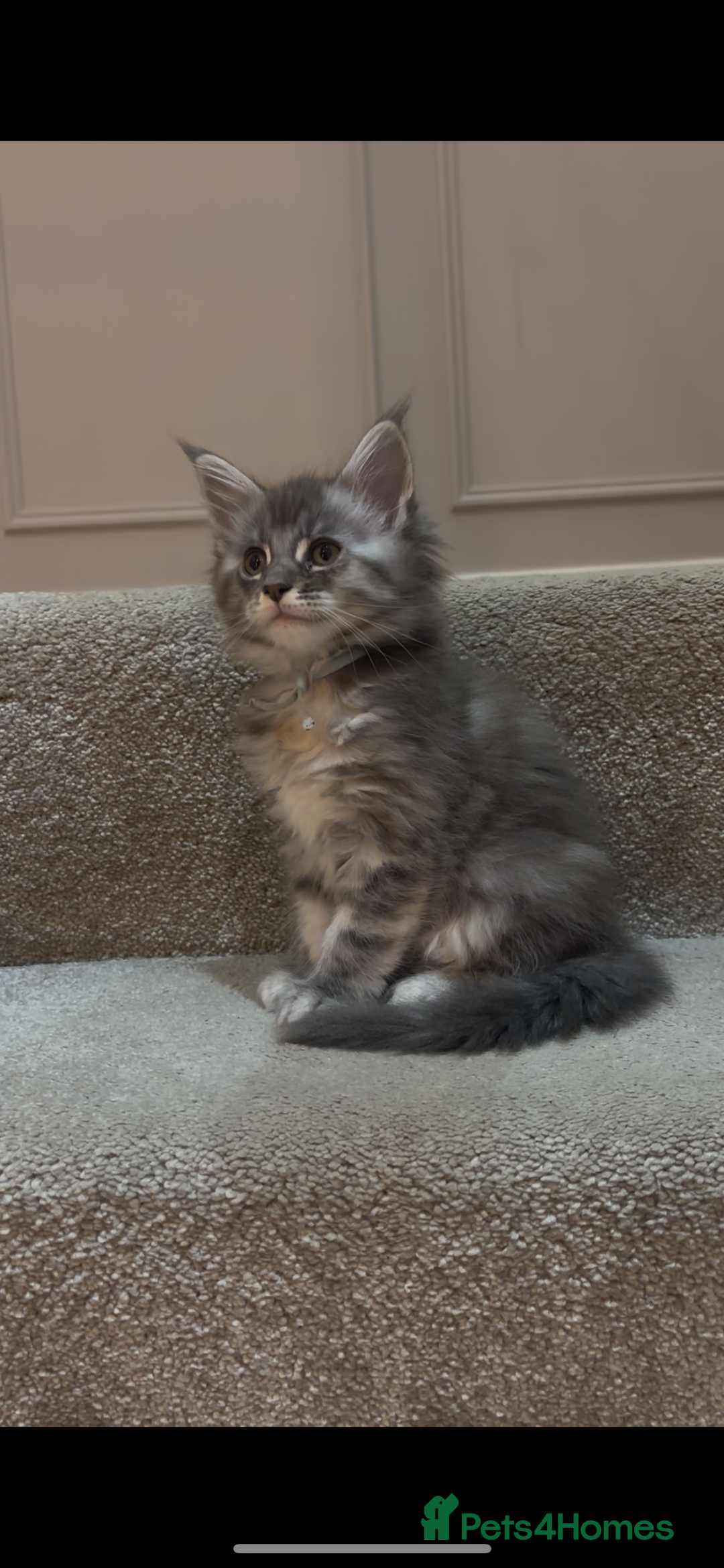 Maine Coon cats for sale: TICA Maine Coon Kittens - Advert 21