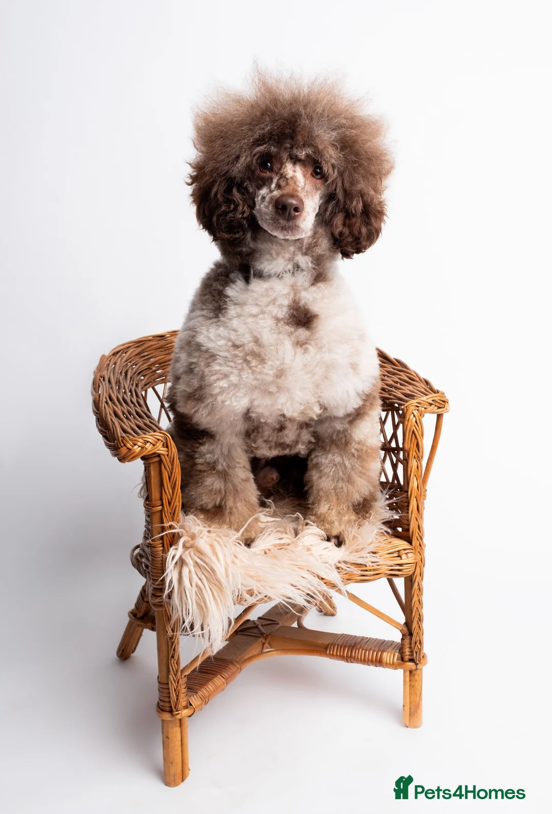 Toy Poodle dogs for stud: EXTENSIVELY HEALTH TESTED BROWN MERLE POODLE STUD in Hoddesdon - Advert 13