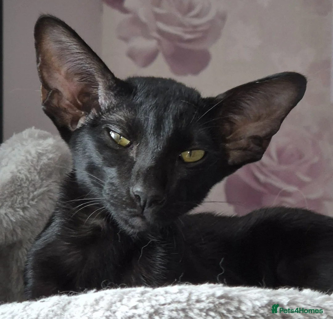 Oriental cats for sale: Black Oriental - Advert 2