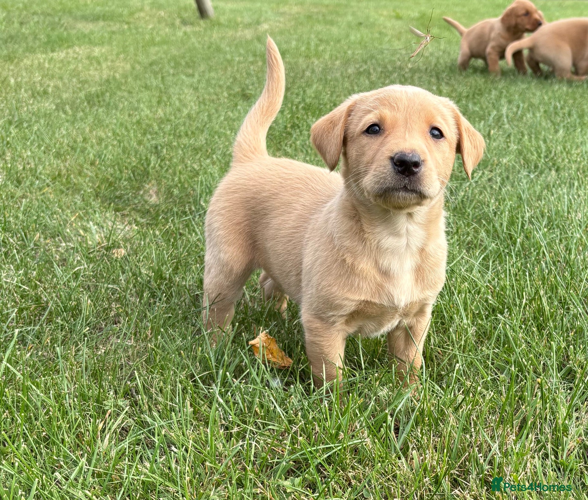 Labrador Retriever dogs Gorgeous KC Labrador Puppies - Advert 1