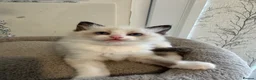 Ragdoll cats for sale: Beautiful Ragdoll Kittens - Advert 25