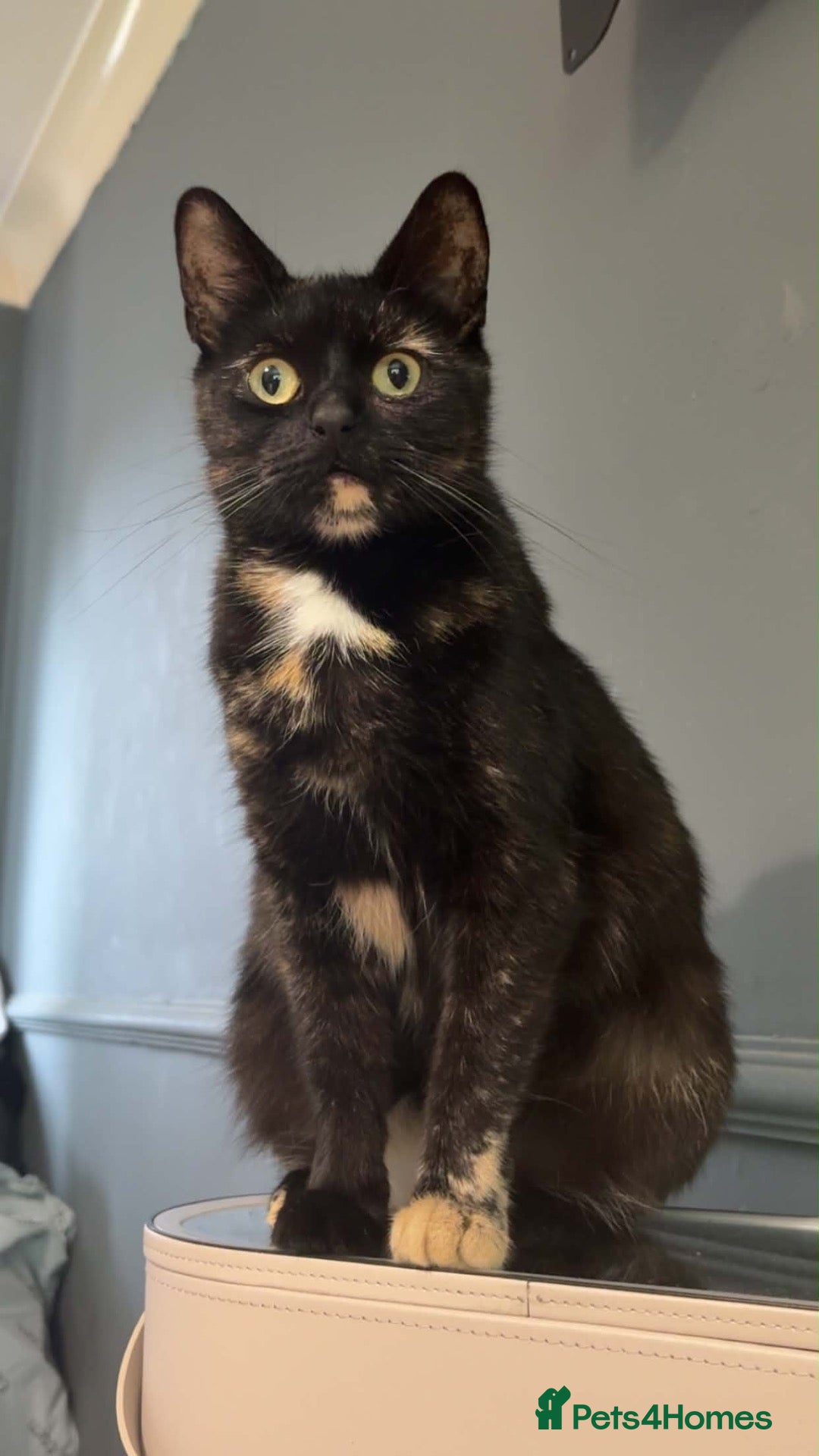 Mixed Breed cats for sale: Domestic short haired - Advert 5