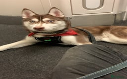 Siberian Husky dogs for stud: Strong blood lined blue eyed sable agouti husky  - Advert 6