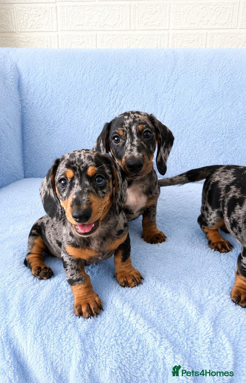 Miniature Dachshund dogs 5★ LICENSED BREEDER • KC REG BOYS READY NOW  - Advert 1