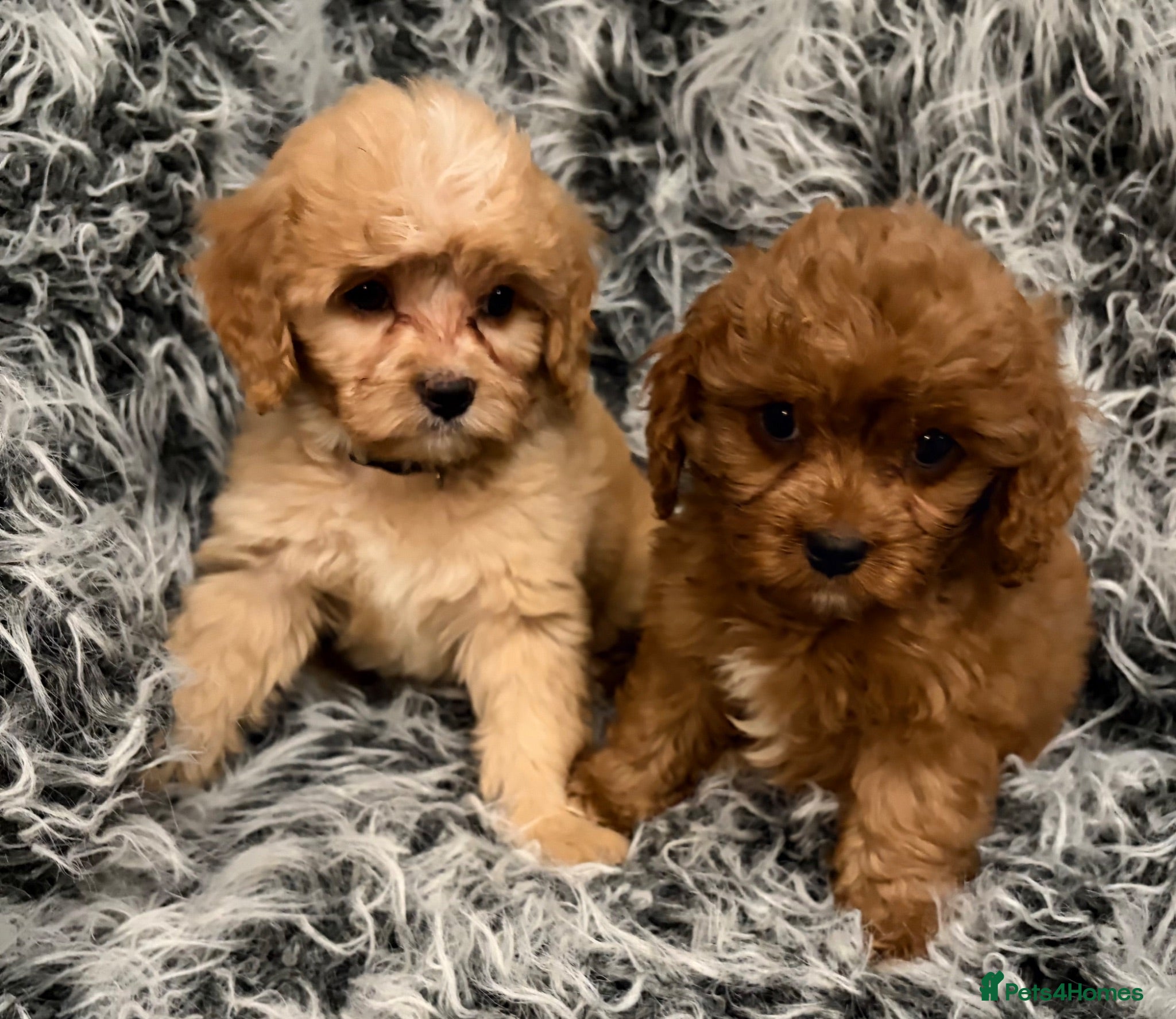 Cavapoo dogs EXCEPTIONAL EXTENSIVELY HEALTH TESTED BABIES - Advert 1