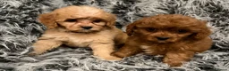 Cavapoo dogs for sale: EXCEPTIONAL EXTENSIVELY HEALTH TESTED BABIES - Advert 3