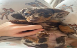 Miniature Dachshund dogs for sale: Miniature Dachshund Puppies - Image 33