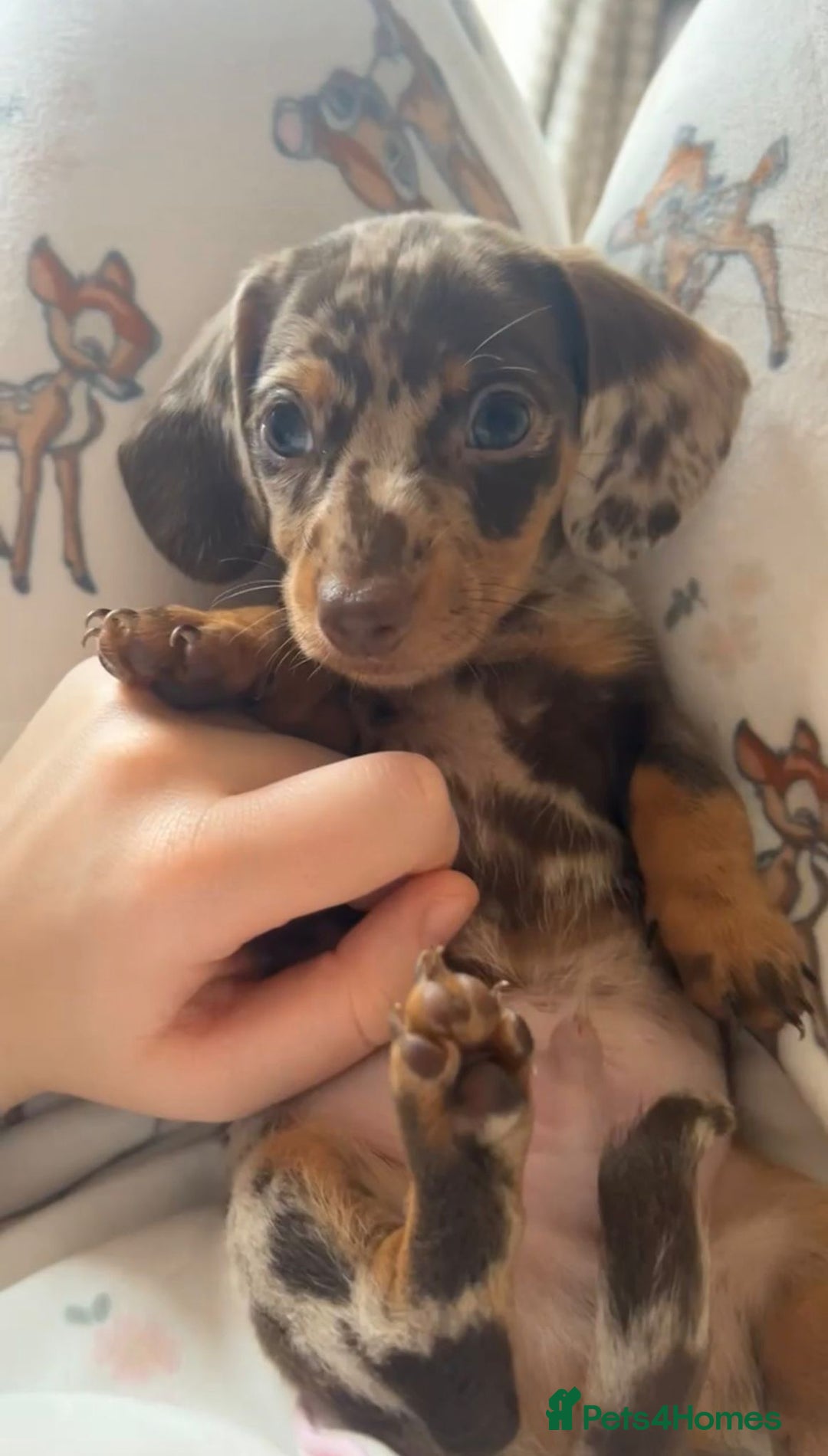 Miniature Dachshund dogs for sale: Miniature Dachshund Puppies - Image 33