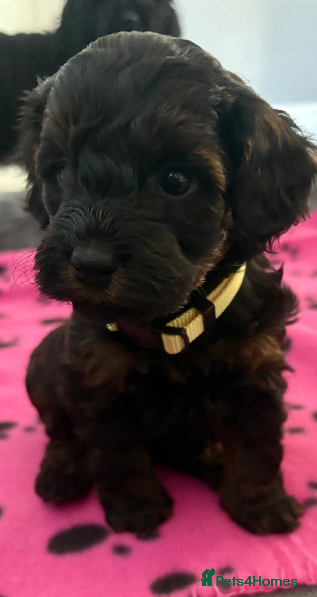 Cockapoo dogs Stop scrolling we have perfection 👇🐶 - Advert 3