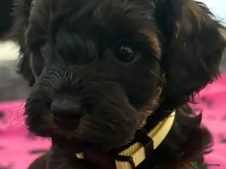 Cockapoo dogs Stop scrolling we have perfection 👇🐶 - Advert 3