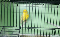 Canaries birds for sale: Canaries  - Image 32