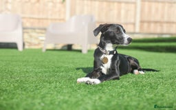Mixed Breed dogs for adoption: Delightful Dolly - Image 29