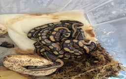 Python Snake reptiles for sale: Royal Python Hatchlings - Image 6