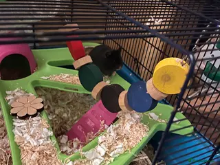 Hamster rodents Syrian Hamster - Advert 1