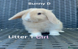 Mini Lop rabbits for sale: Baby mini lops for sale - Image 4