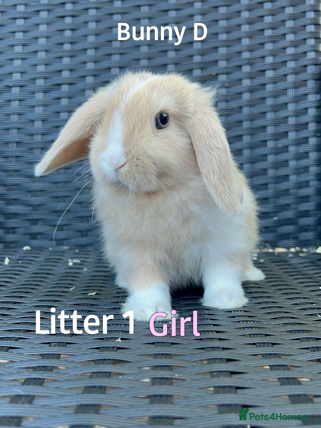 Mini Lop rabbits for sale: Baby mini lops for sale - Image 4