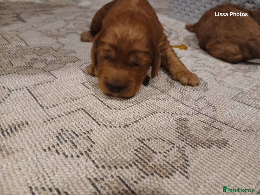 Cockapoo dogs for sale: Cockapoo puppies Ready 14th Feb - Advert 1